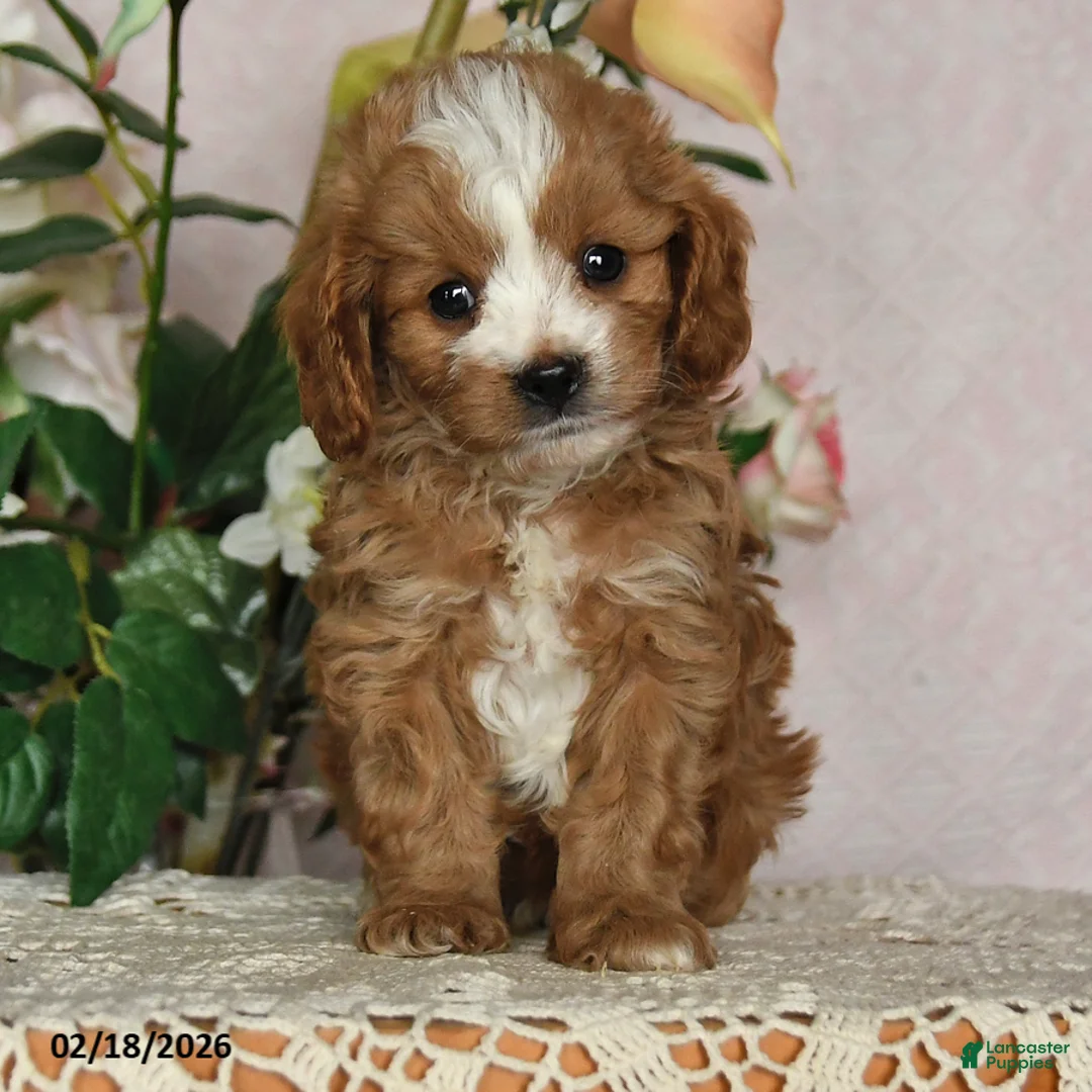 Cavapoo dogs for sale: Kalvin - Ad 4