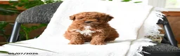 Mini Goldendoodle dogs for sale: Julien - Ad 2