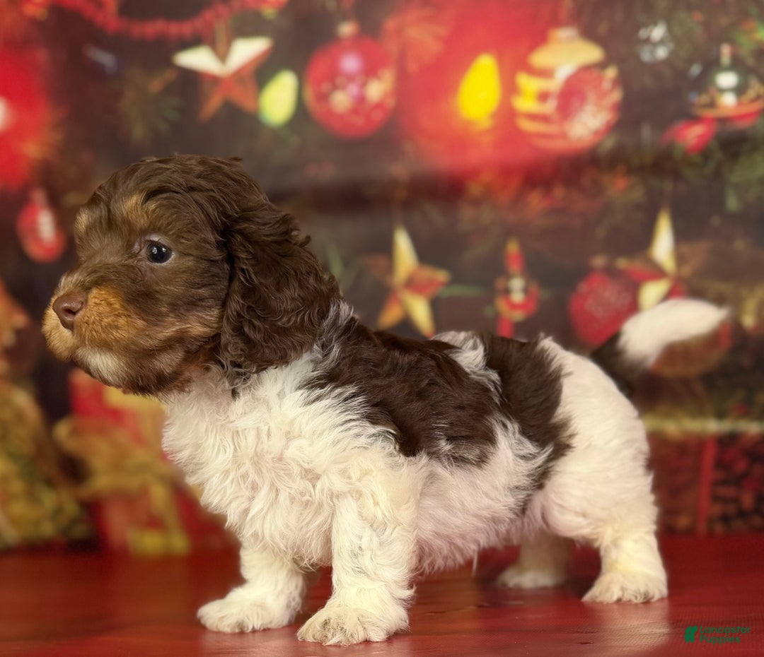 Mixed Breed dogs for sale: Toby - Ad 4