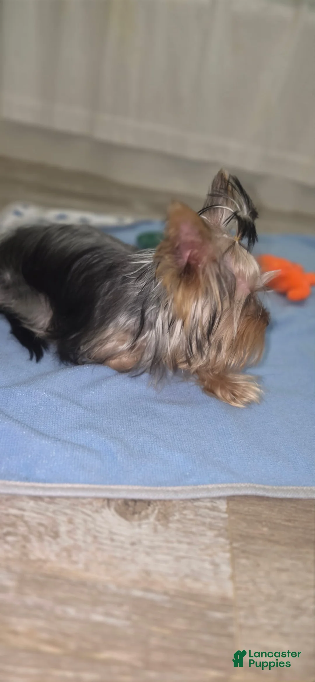 Yorkshire Terrier dogs for sale: 🐾Tiny teacup Flynn🐾 - Ad 11