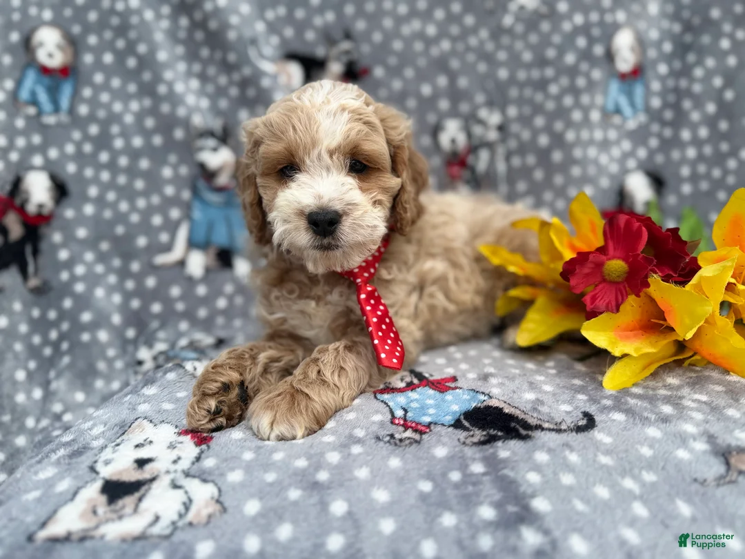 Cockapoo dogs for sale: Tate - Ad 7