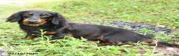 Miniature Dachshund dogs for sale: Charlie Ray - Ad 5