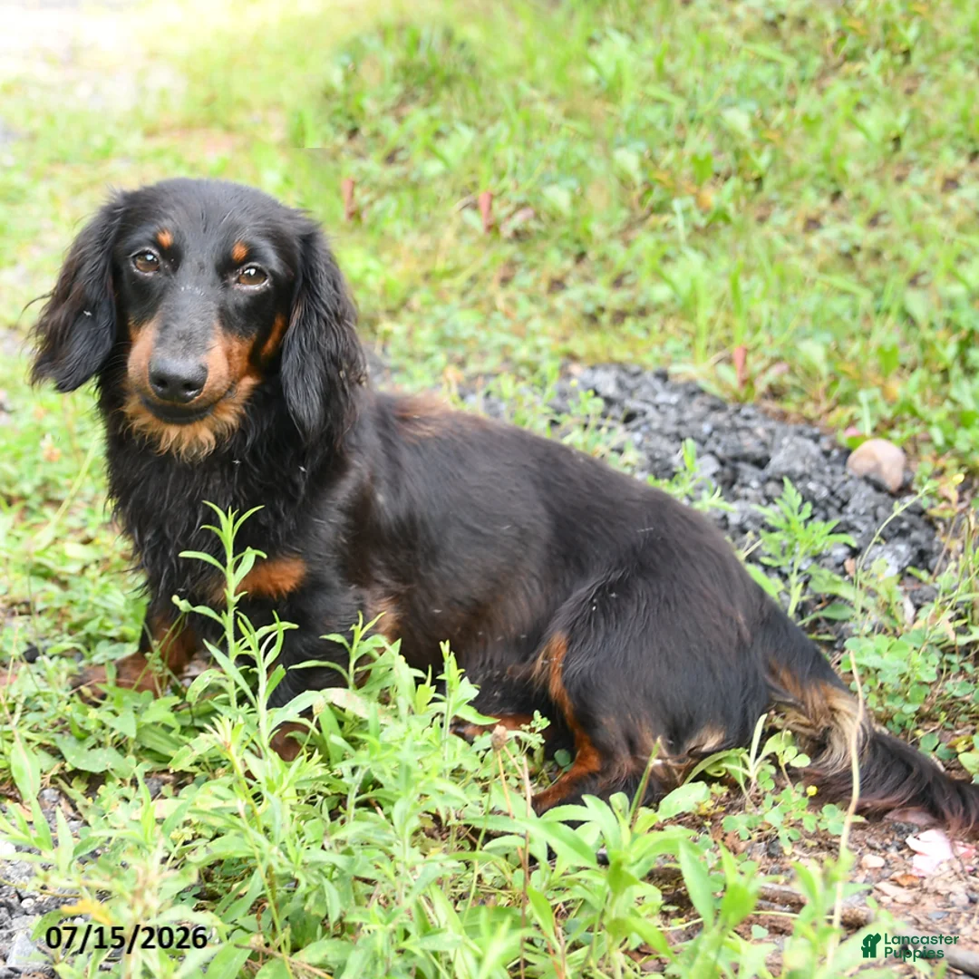 Miniature Dachshund dogs for sale: Charlie Ray - Ad 5