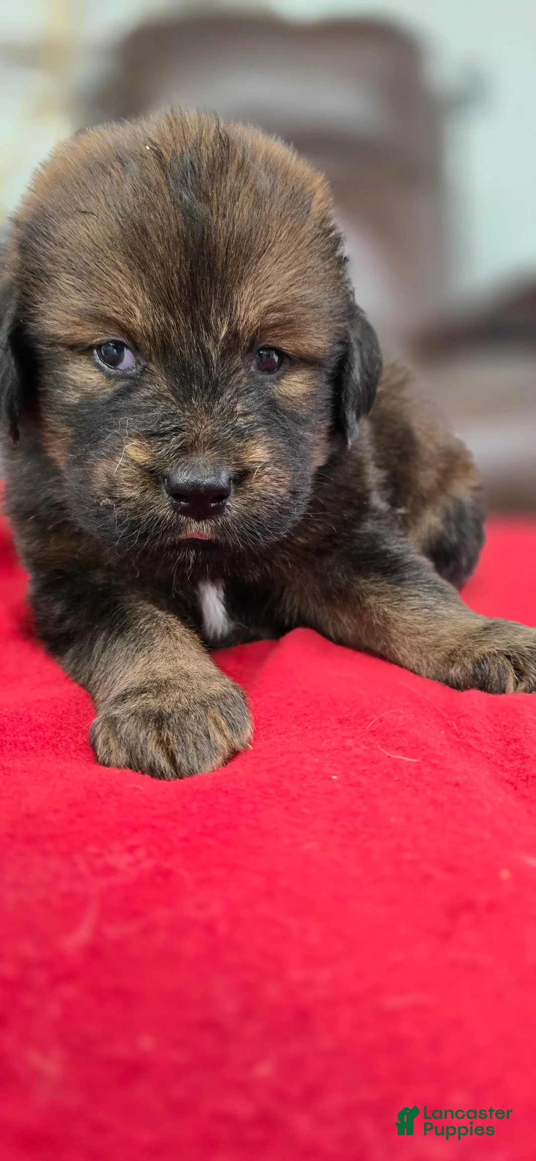 Tibetan Mastiff dogs for sale: Ava - Ad 1