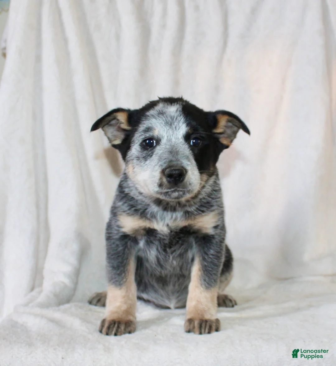 Australian Cattle Dog dogs for sale: Macy - Ad 1