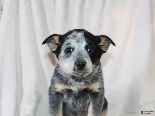 Australian Cattle Dog dogs for sale: Macy - Ad 1