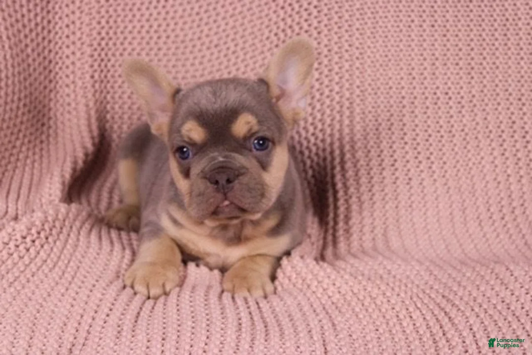 French Bulldog dogs for sale: Johnny - Ad 5
