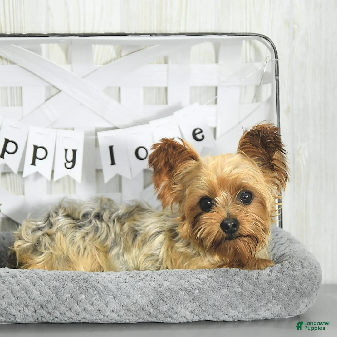 Yorkshire Terrier dogs for sale: Mia  - Ad 7