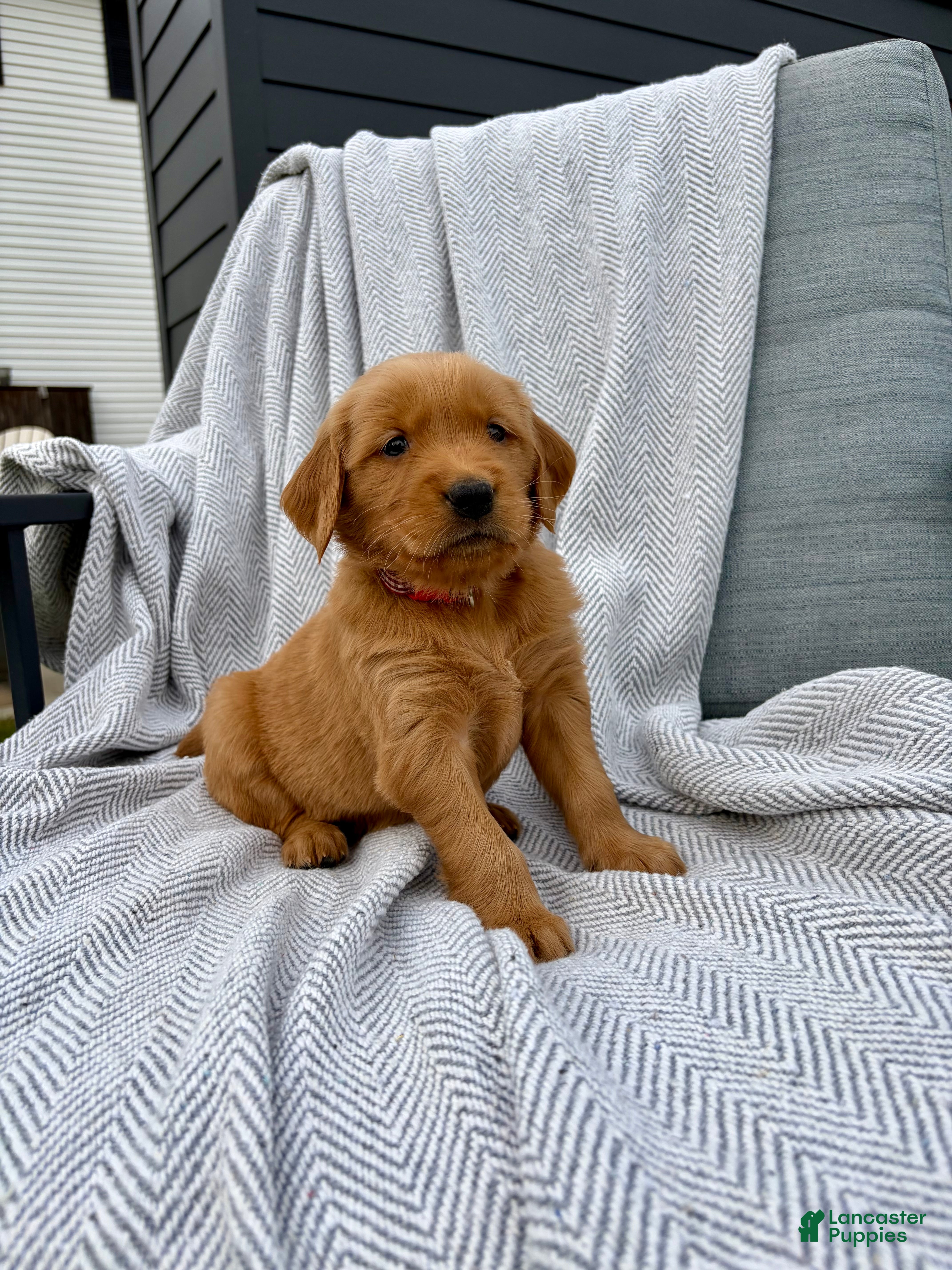 Golden Retriever dogs for sale: Kodiak (red collar) - Ad 2