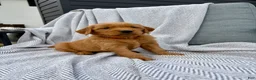 Golden Retriever dogs for sale: Kodiak (red collar) - Ad 2