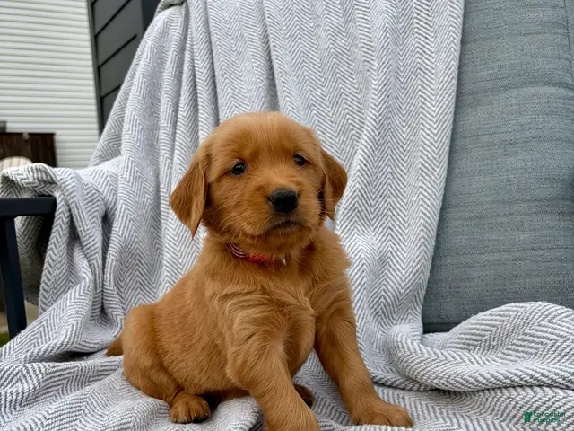 Golden Retriever dogs for sale: Kodiak (red collar) - Ad 2