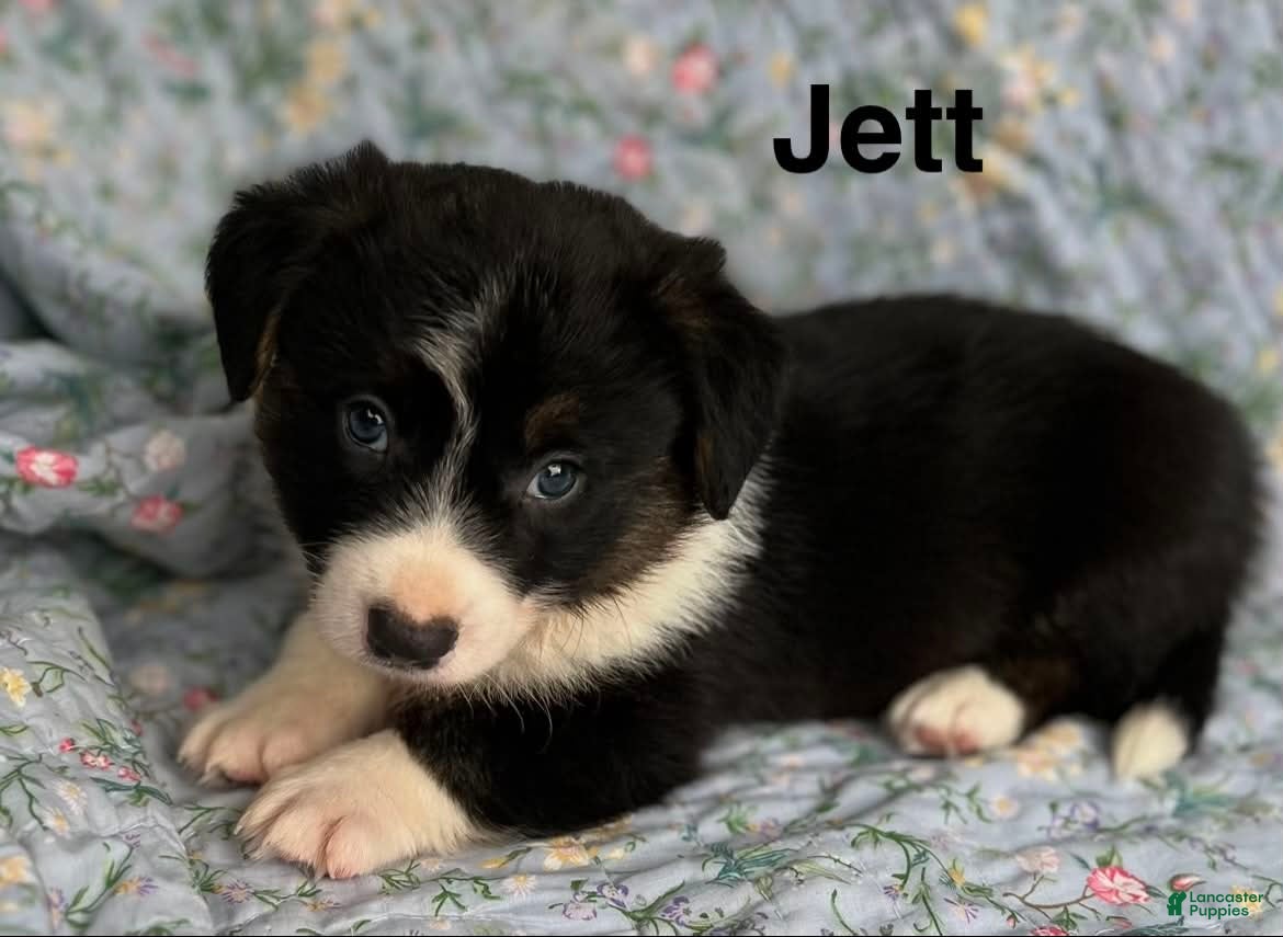 Welsh Corgi Cardigan dogs Jett - Ad 7
