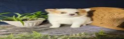 Pomeranian dogs for sale: Rachelle - Ad 3