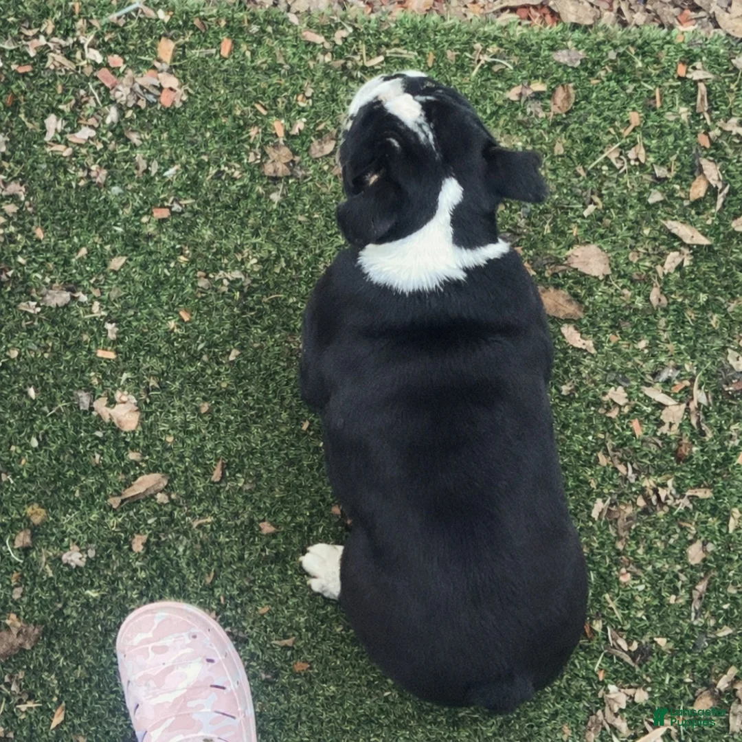 English Bulldog dogs for sale: English Bulldog Puppy 1 - Ad 2