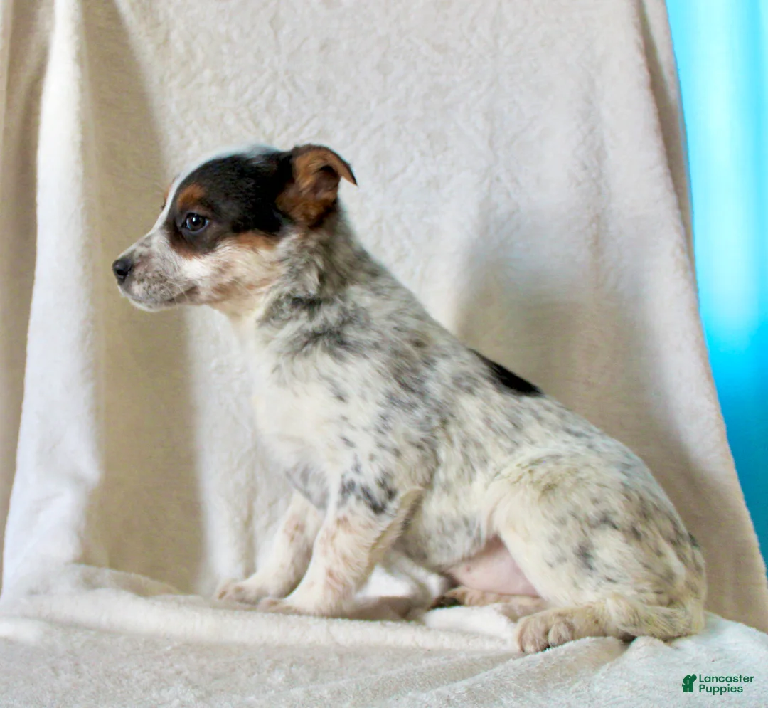 Australian Cattle Dog dogs for sale: Ronda - Ad 2