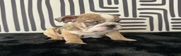English Bulldog dogs for sale: Rambo - Ad 6