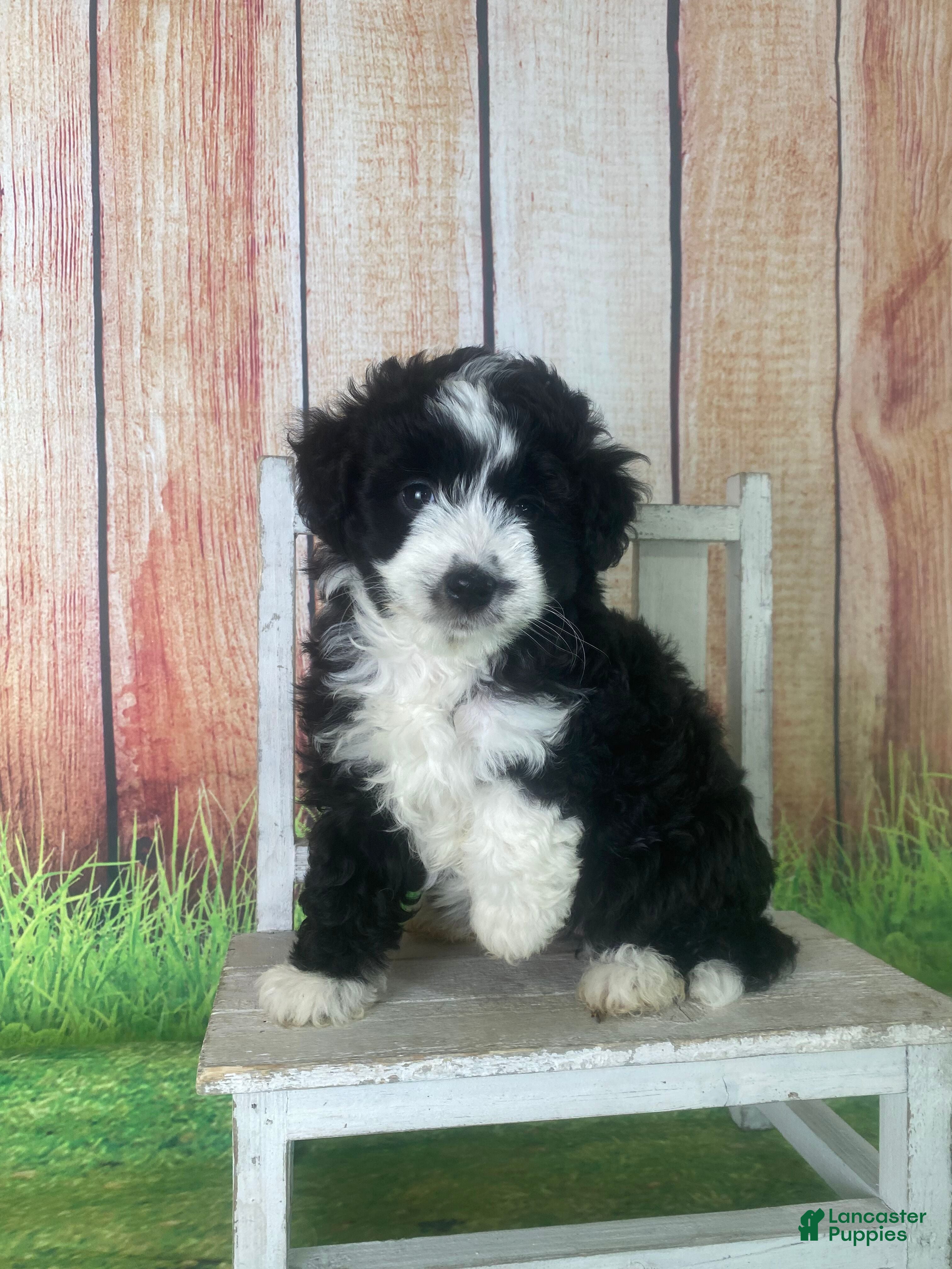 Miniature Poodle Puppies for sale in Elkhart, Indiana Lancaster