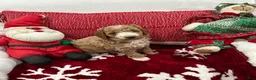 Mini Goldendoodle dogs for sale: Mini Goldendoodle Prince Charming - Ad 4