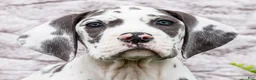 Great Dane dogs for sale: Keziah - Ad 2
