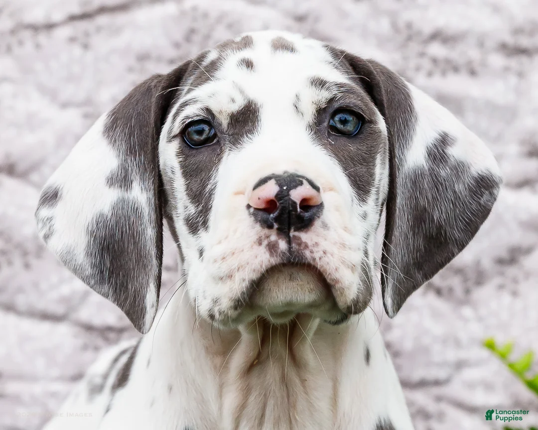 Great Dane dogs for sale: Keziah - Ad 2