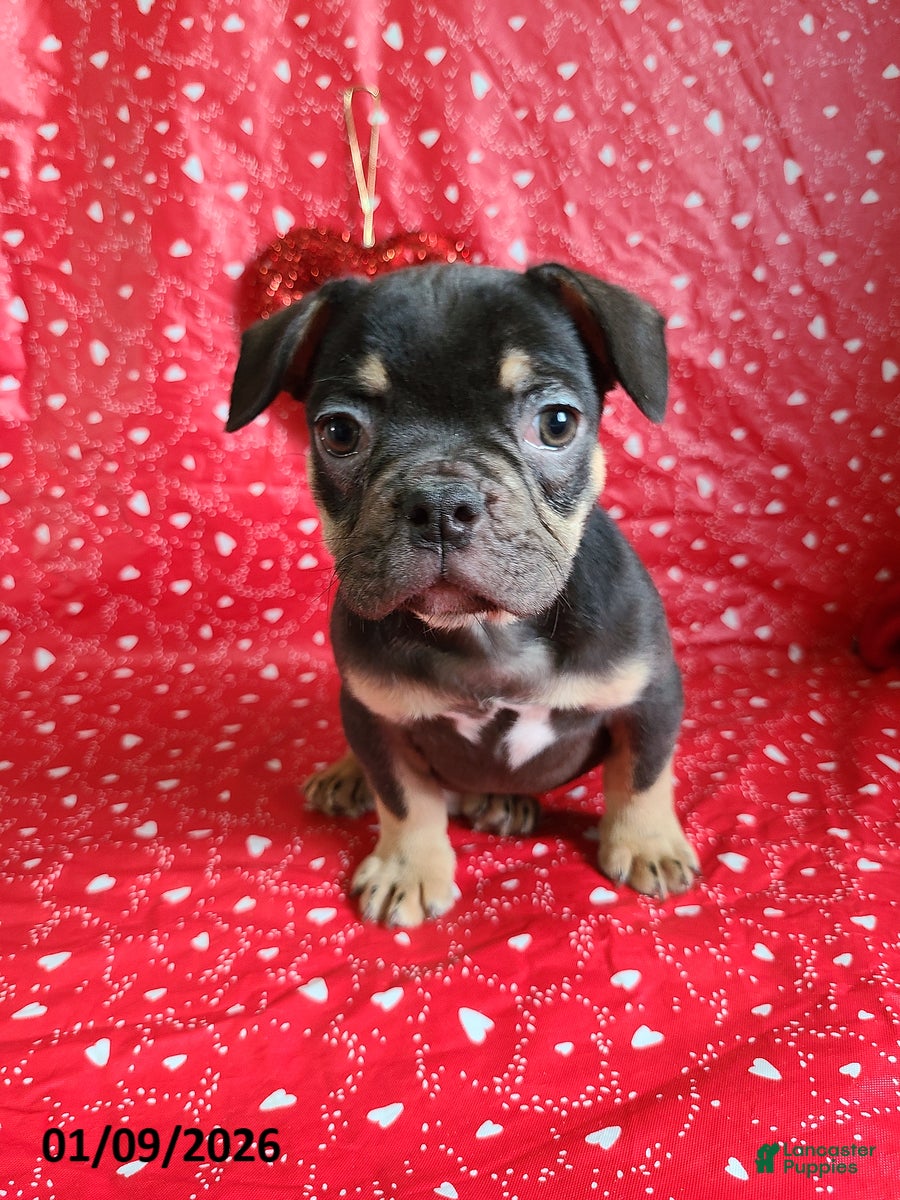 French Bulldog dogs Snickers - Ad 12