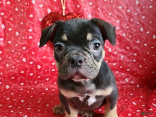 French Bulldog dogs Snickers - Ad 17