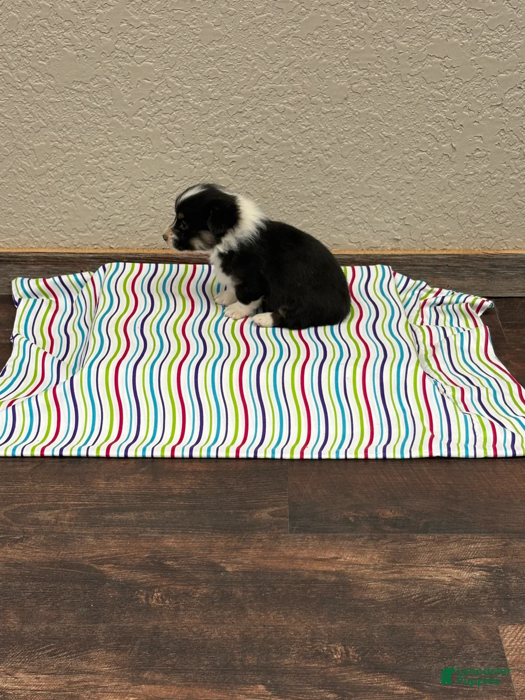 Welsh Corgi Pembroke dogs for sale: Sommer - Ad 1