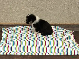 Welsh Corgi Pembroke dogs for sale: Sommer - Ad 1