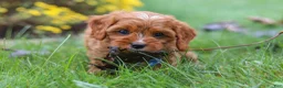 Cavapoo dogs for sale: Ranger - Ad 10