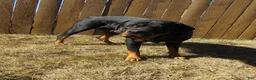Rottweiler dogs for sale: Poseidon - Ad 33