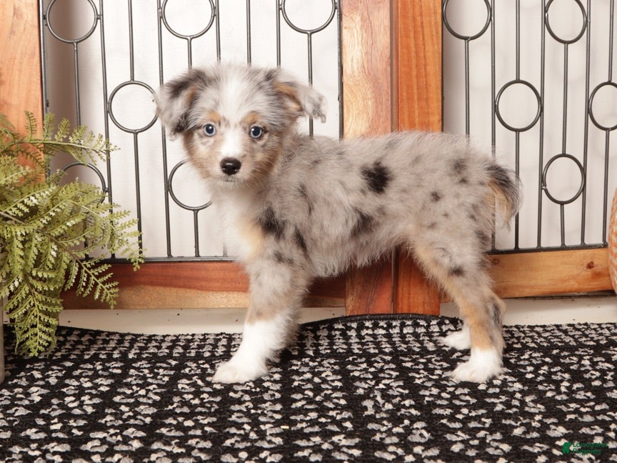 Mini Aussiedoodle dogs Autumn Mini Aussie Poo - Ad 2