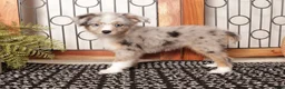 Mini Aussiedoodle dogs for sale: Autumn Mini Aussie Poo - Ad 2