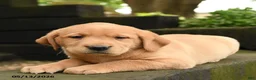 Labrador Retriever dogs for sale: Foxi - Ad 3