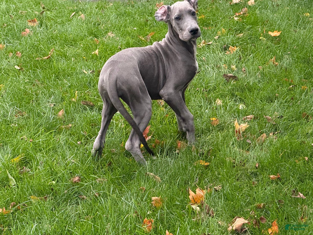 Great Dane dogs for sale: Wendy - Ad 3
