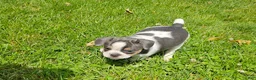 Mixed Breed dogs for sale: Spot - Ad 10