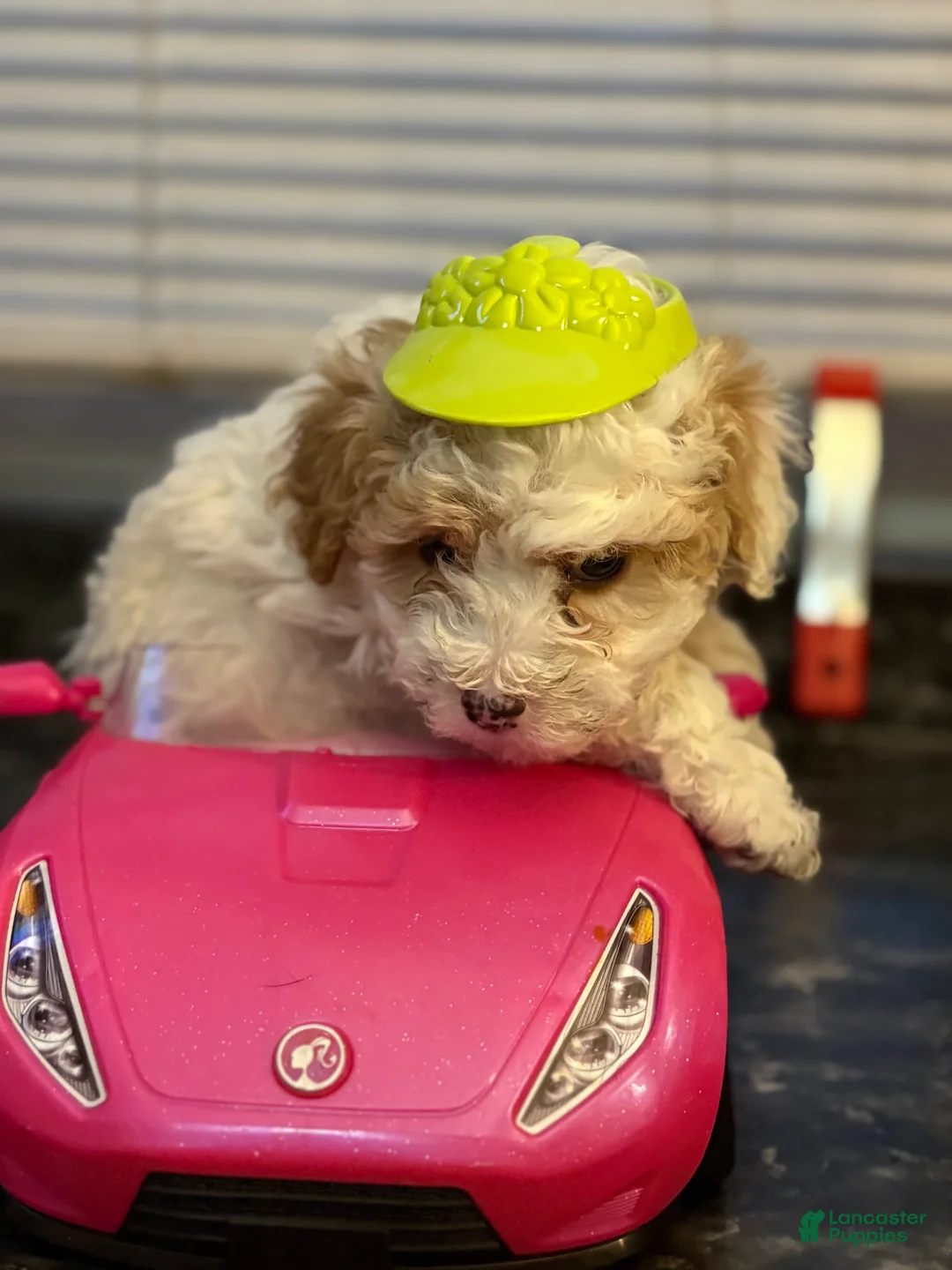 Cavapoo dogs for sale: Puppy B - Ad 2