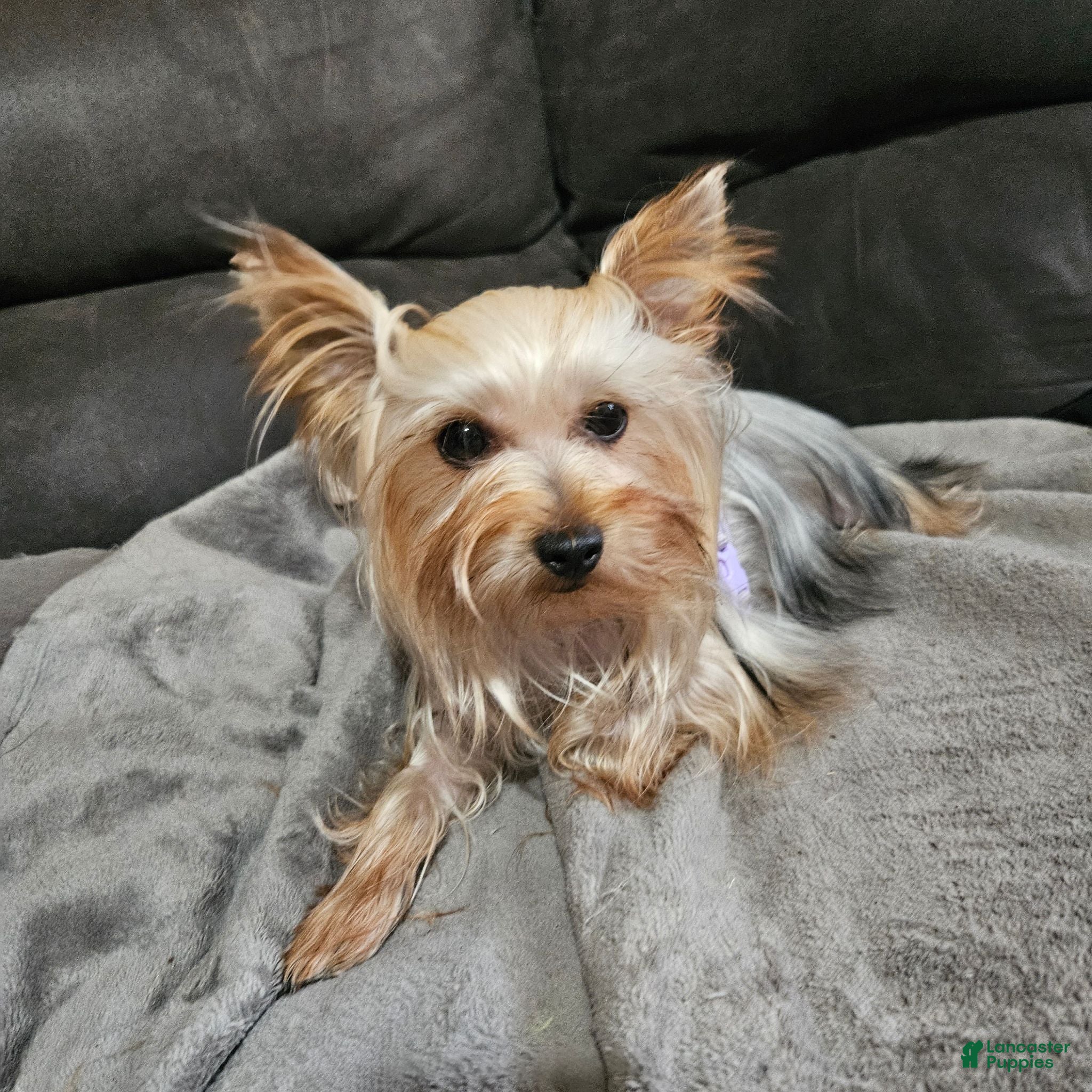 Yorkshire Terrier dogs AKC Flint - Ad 2