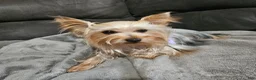 Yorkshire Terrier dogs for sale: AKC Spark - Ad 3