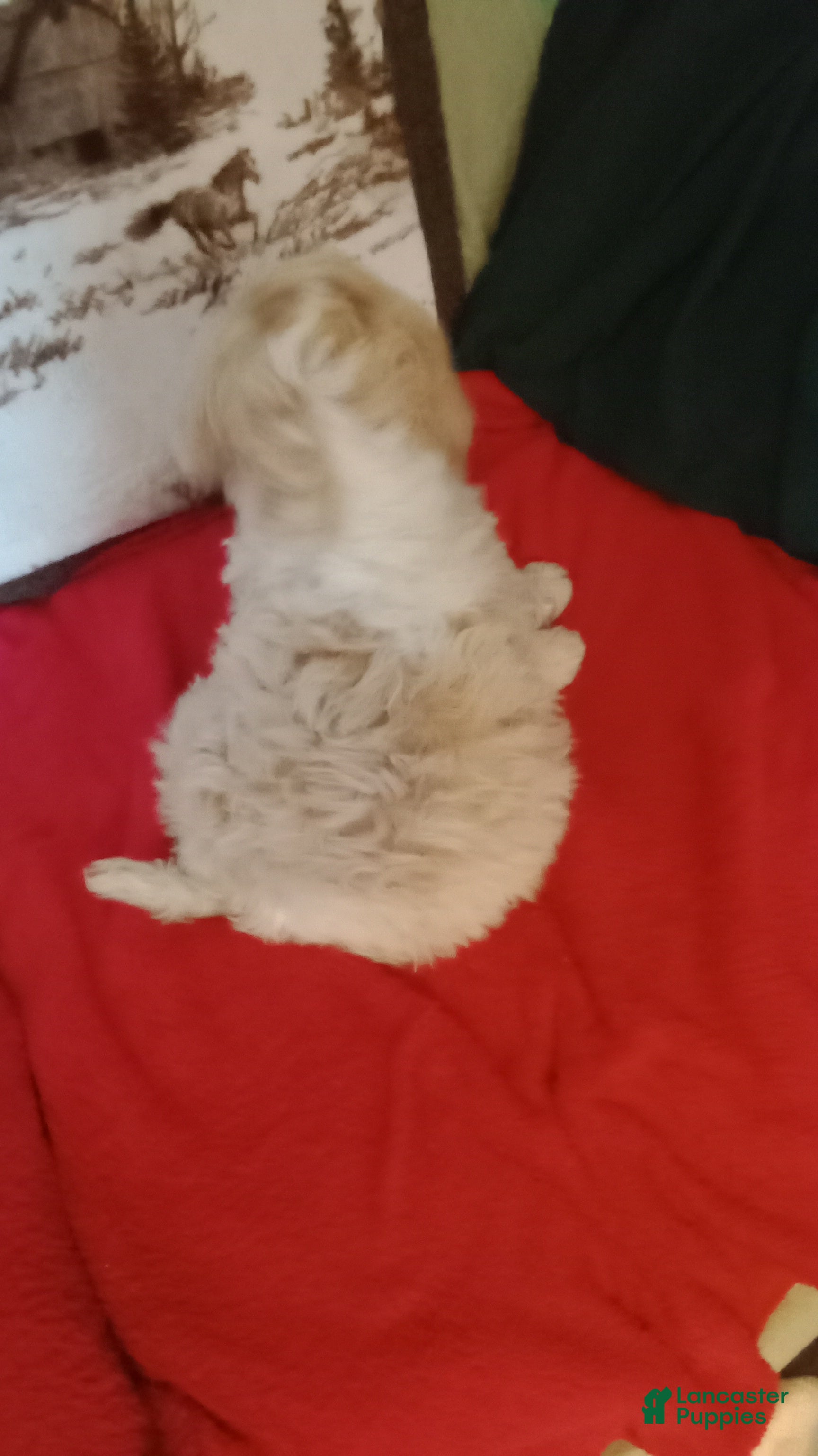 Standard Poodle dogs for sale: Standard Poodle Puppy 1 - Ad 3
