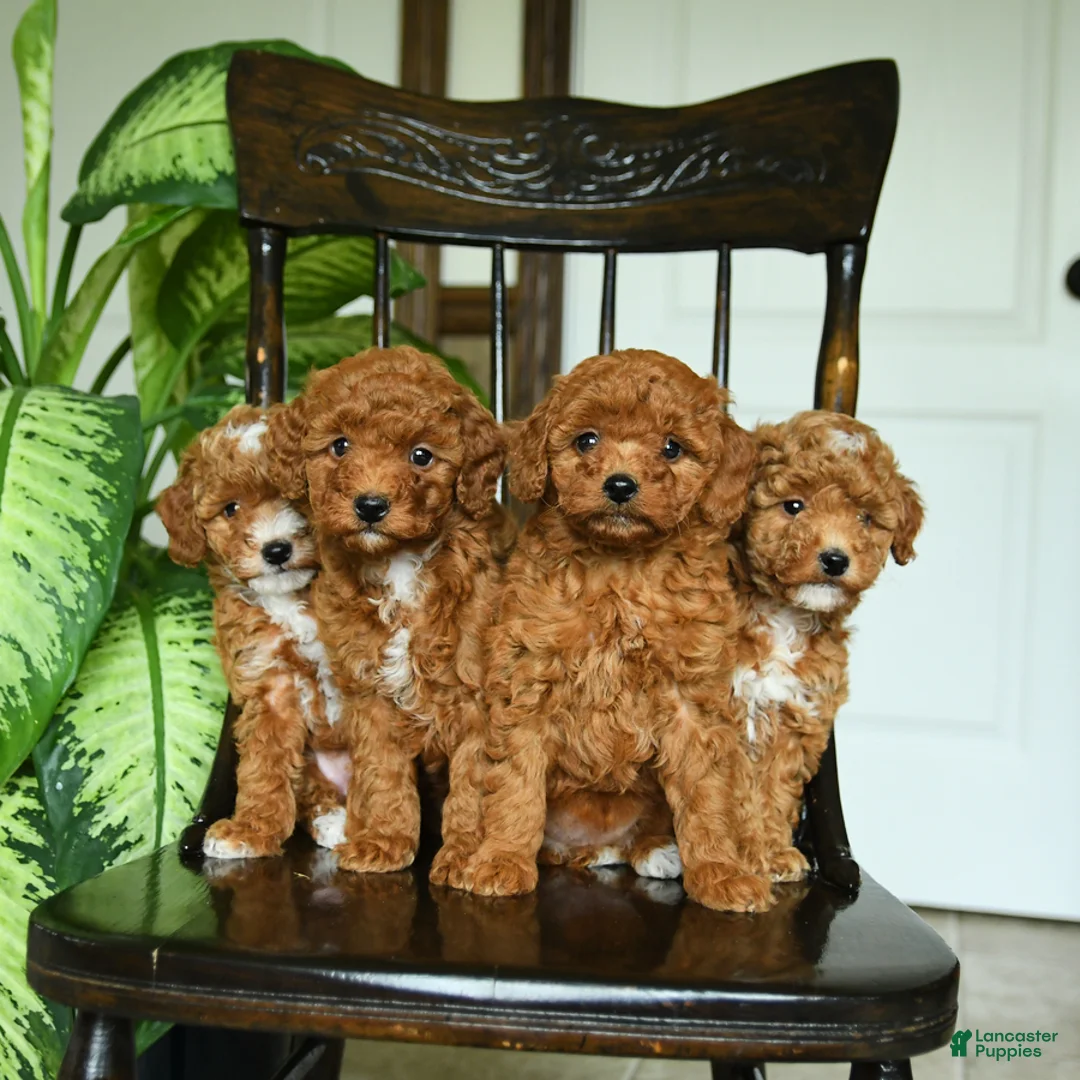 Miniature Poodle dogs for sale: Eden - Ad 2