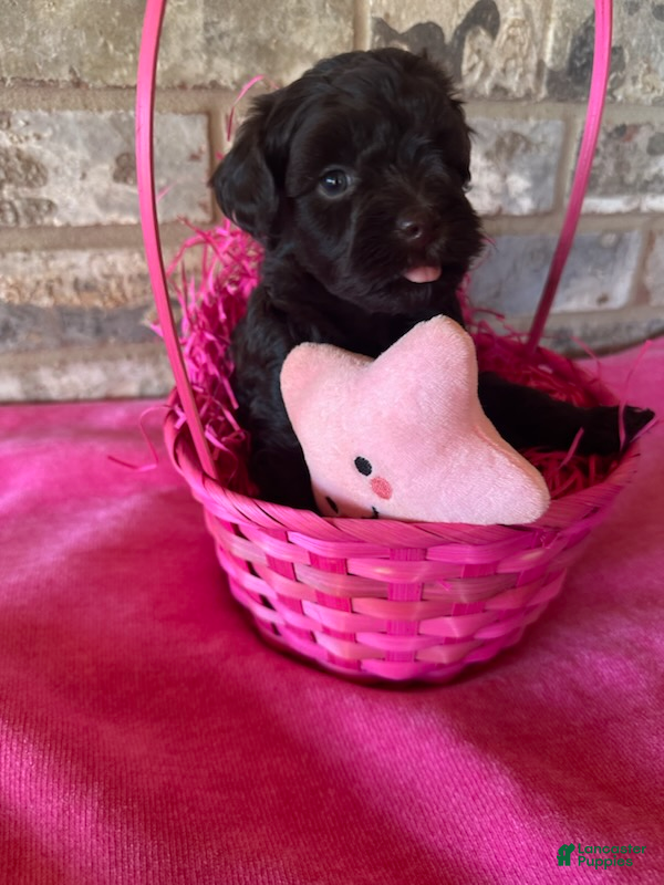 Schnoodle dogs Godiva (Rich Chocolate Color) - Ad 2