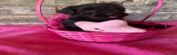 Schnoodle dogs for sale: Godiva (Rich Chocolate Color) - Ad 2