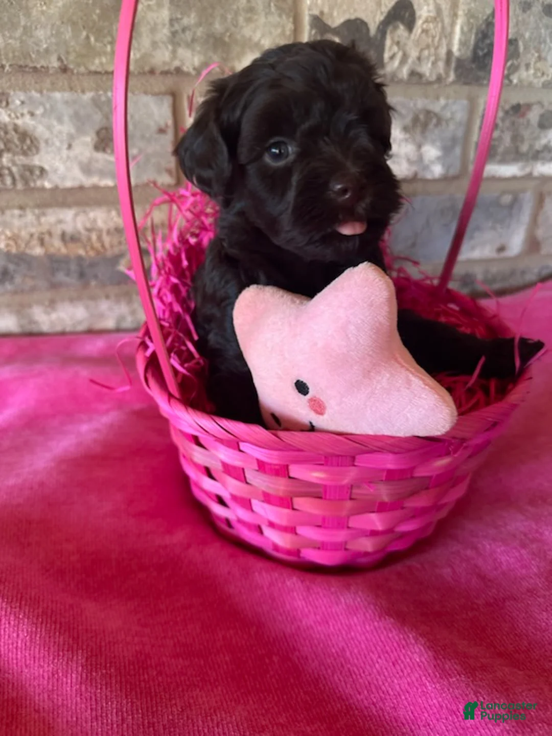Schnoodle dogs for sale: Godiva (Rich Chocolate Color) - Ad 2