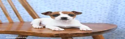 Jack Russell Terrier dogs for sale: Maple   - Ad 3