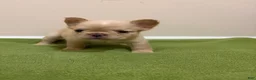 French Bulldog dogs for sale: Isabella  - Ad 11