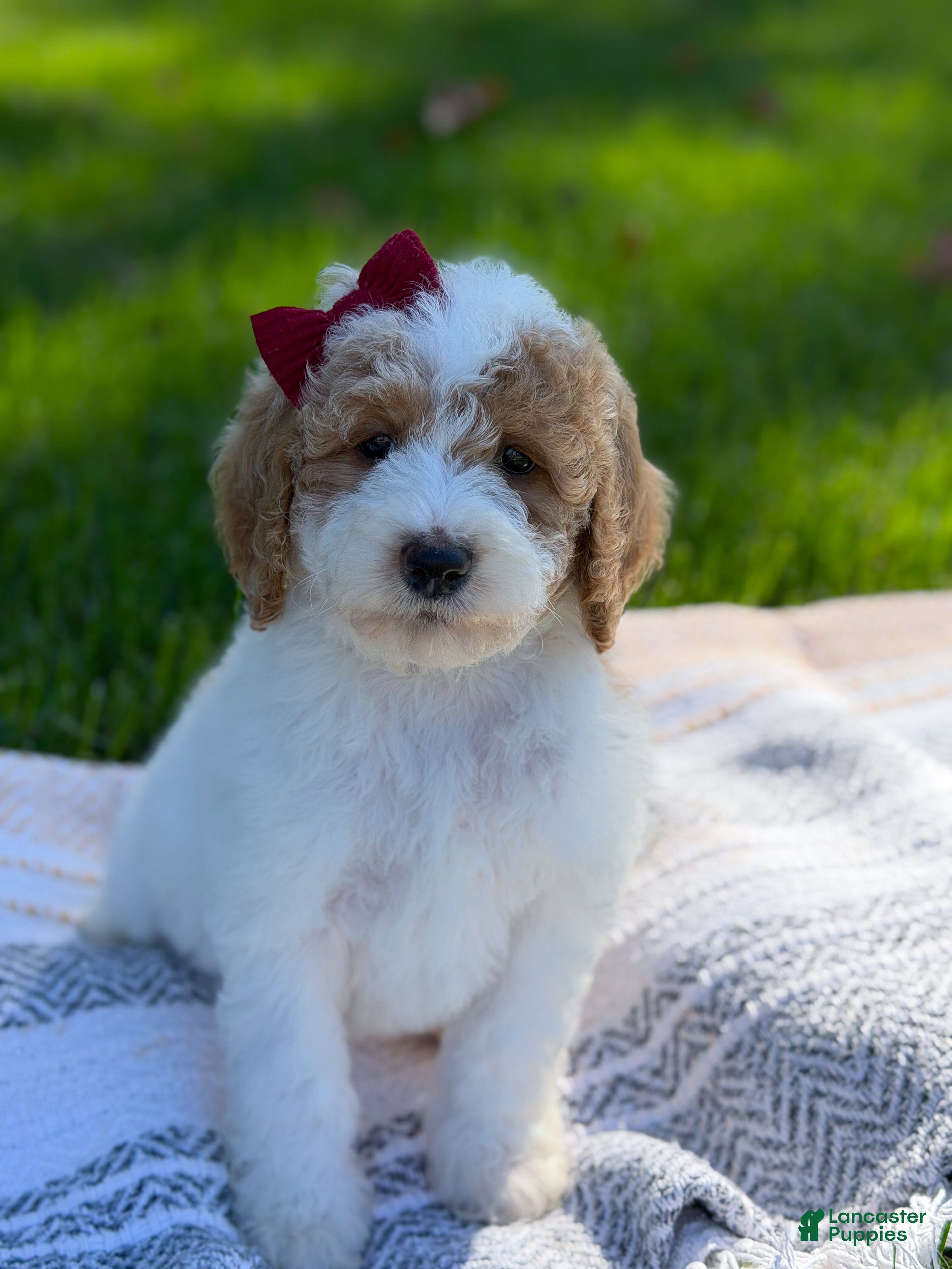Goldendoodle dogs Hello i’m Sage 🎀 - Ad 1