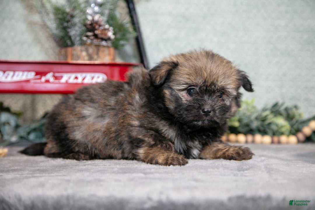Mixed Breed dogs for sale: Gail - Ad 2