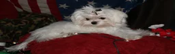 Maltese dogs for sale: Maci - Ad 3