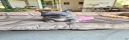 French Bulldog dogs for sale: Sea - Ad 4