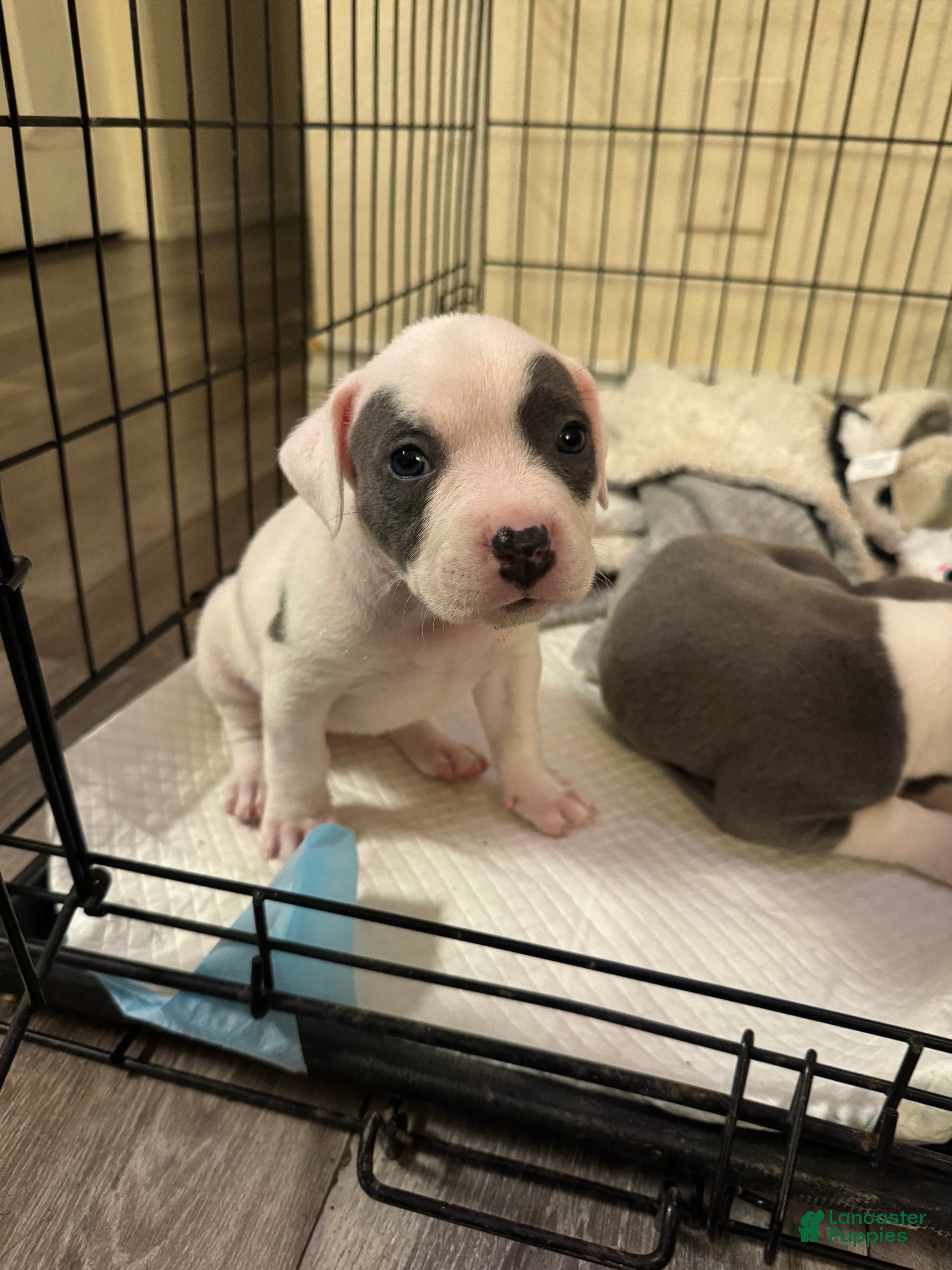 American Pit Bull Terrier dogs for sale: American Pit Bull Terrier Puppy 2 - Ad 1